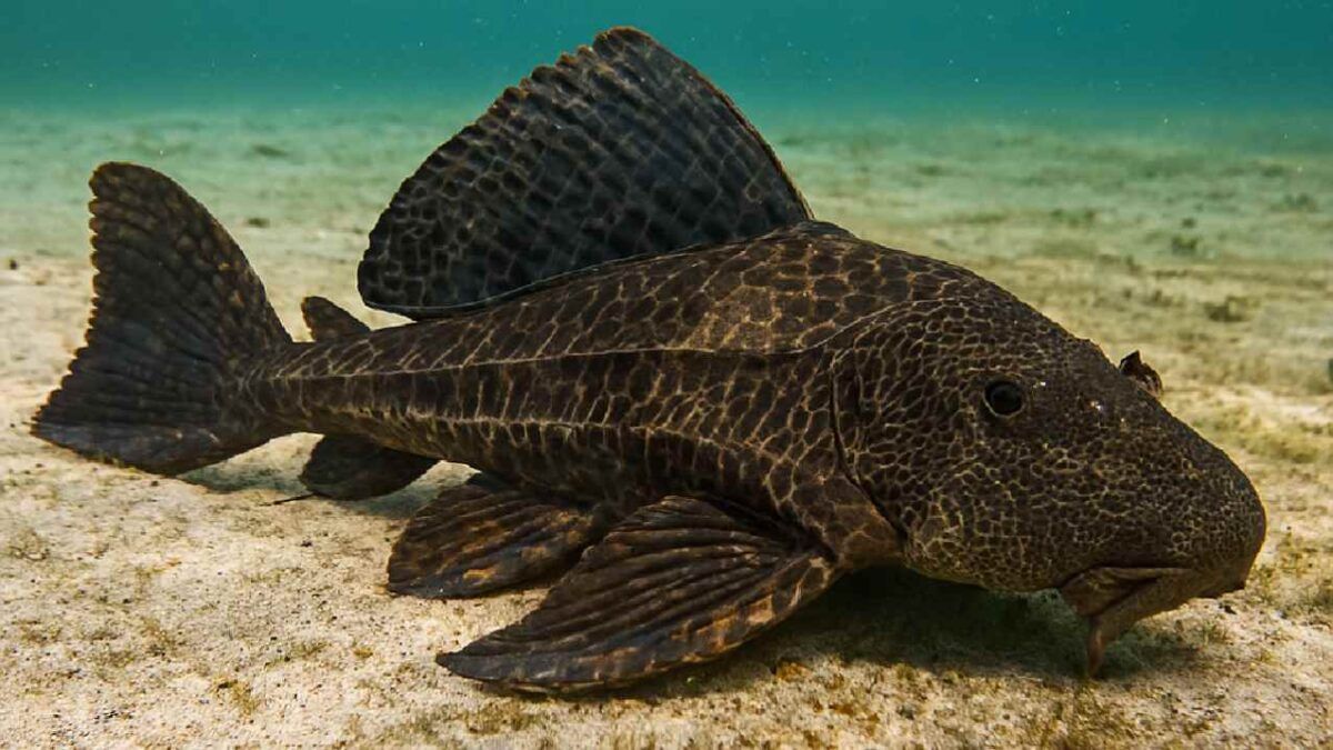 El pez diablo amenaza ecosistemas dominicanos y expertos sugieren su aprovechamiento