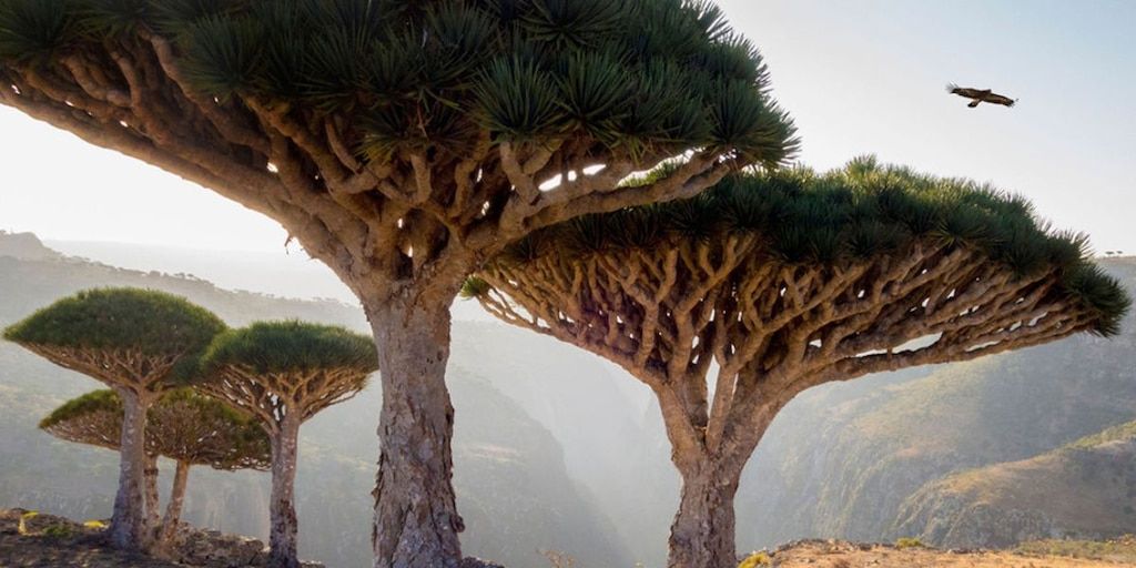 Socotra: El santuario de biodiversidad único que fascina al mundo